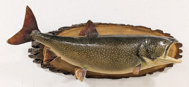 Absolute Giant Lake Trout Full Body Taxidermy on Live Edge Plaque