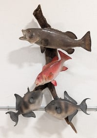 Gag Grouper, Red Snapper, & Trigger Fish Taxidermy Display on Driftwood