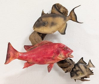 Spade Fish, Trigger Fish, & Red Snapper Taxidermy Display
