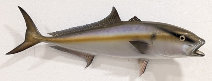 Yellowtail Amberjack Fiberglass Taxidermy Mount