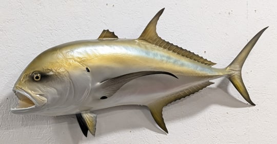 Jack Crevalle Fiberglass Taxidermy Mount