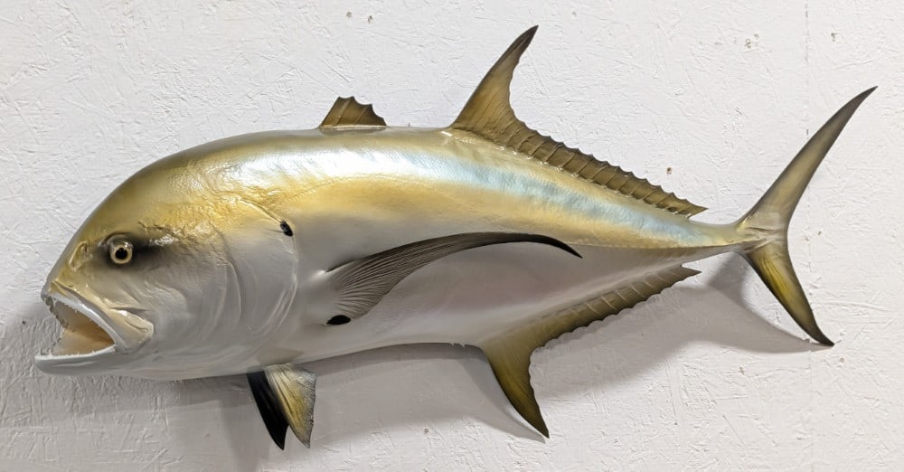 Jack Crevalle Fiberglass Taxidermy Mount: Mount is in very nice condition with nice glossy colors. Overall measures 42in long x 19in tall x 9in deep. Ref #: 349