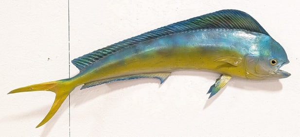 Vtg Real Skin Mahi Mahi Full Body Taxidermy