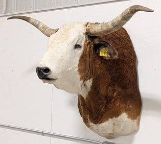 Bull Longhorn Steer Shoulder Mount Taxidermy