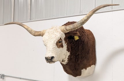 Bull Longhorn Steer Shoulder Mount Taxidermy