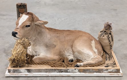 Guernsey Calf Full Body Taxidermy on Detailed Base