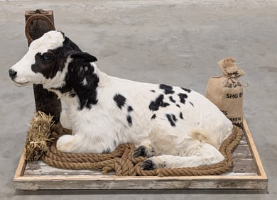 Holstein Calf Full Body Taxidermy Mount on Detailed Base