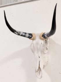 Bleached Longhorn Steer Skull & Horns