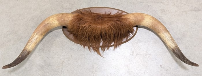 Highland Cow Horn Taxidermy Mount on Plaque