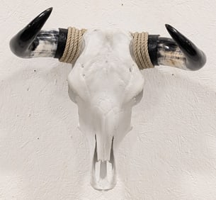 Bleached White Steer Skull Taxidermy Mount