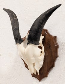 European Goat Skull & Horn Mount on Arrowhead Plaque