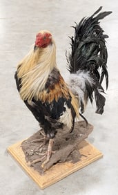 Chicken Full Body Taxidermy Mount