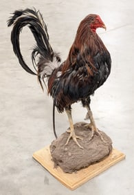 Chicken Full Body Taxidermy Mount