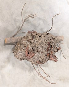 Preserved Bald Face Hornet Nest on Branch