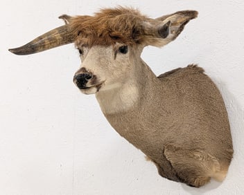 Legendary Deer Steer Shoulder Mount Taxidermy