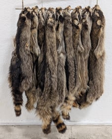 (9) Dried Racoon Full Pelts on Stringer