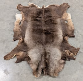 Tanned Alaskan Caribou Hide Taxidermy