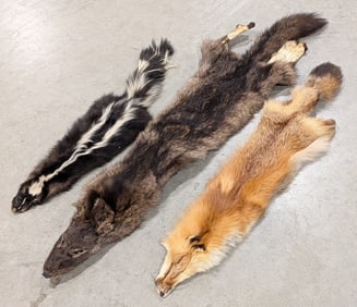 Coyote, Fox, & Skunk Pelts Taxidermy