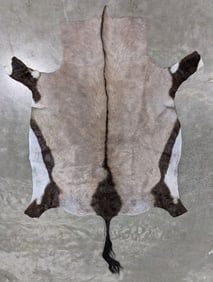 Tanned African Gemsbok Taxidermy Hide w/ Tail