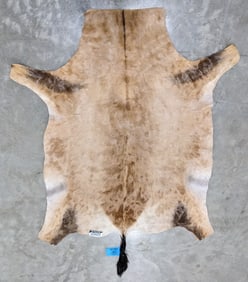 Tanned African Red Hartebeest Taxidermy Hide w/ Tail