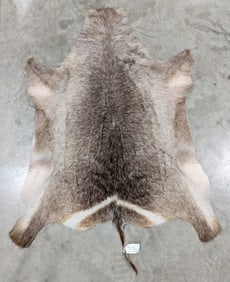 Tanned African Waterbuck Taxidermy Hide w/ Tail