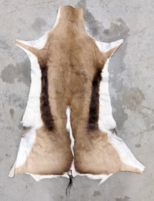 Tanned African Springbok Taxidermy Hide