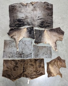 Tanned African Wildebeest Taxidermy Hide Sections