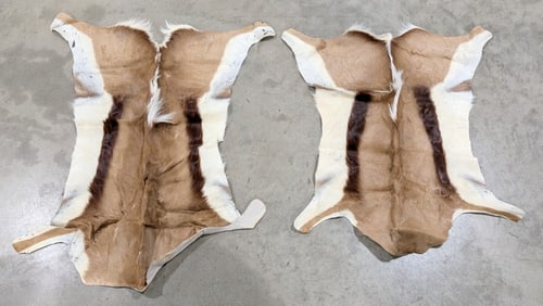 (2) Tanned African Springbok Hides