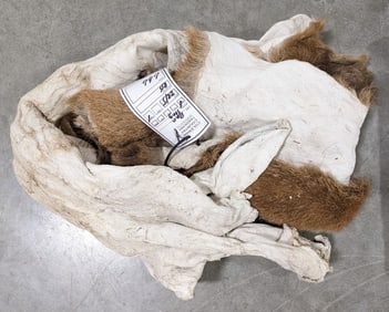 Red Stag Salt Dried Cape