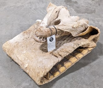 Saltwater Crocodile Full Body Salt Dried Hide