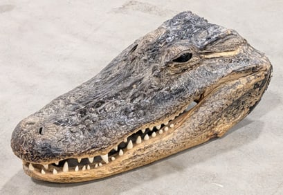 American Alligator Head Taxidermy