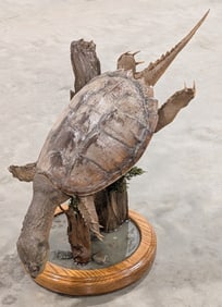 Large Swimming Snapping Turtle Full Body Taxidermy w/ Habitat Base