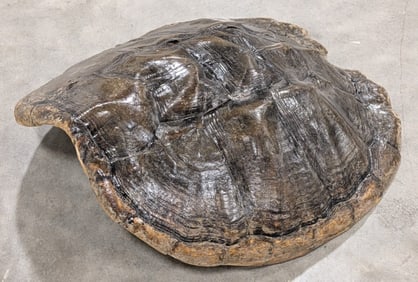 15in Long Snapping Turtle Shell