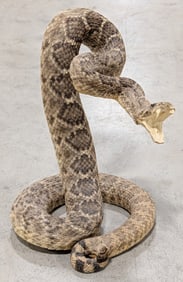 Rattlesnake Full Body Taxidermy Mount