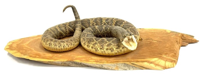 Eastern Diamondback Rattlesnake Mount