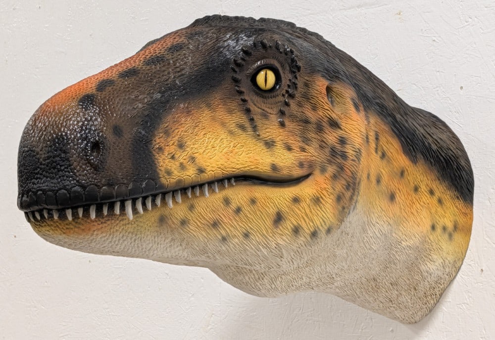 Large Life Size Dinosaur Fiberglass Shoulder Mount: Mount displays great with awesome details and great colors. Overall measures 14in wide x 21in tall x 39in deep. Ref #: 403