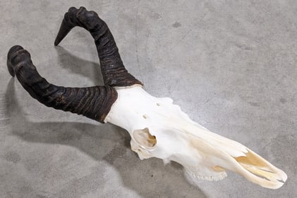 African Hartebeest Skull & Horn Mount