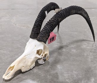 African Sable Bleached Skull & Horn Taxidermy Mount