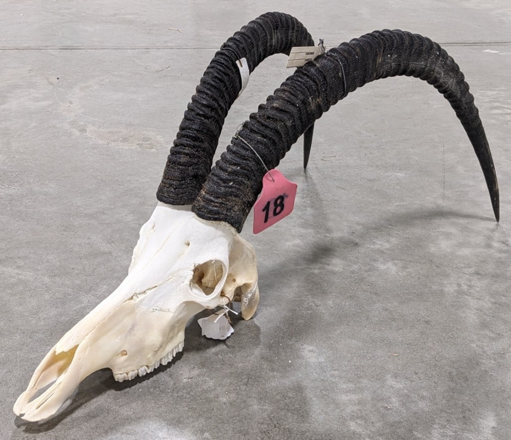 African Sable Bleached Skull & Horn Taxidermy Mount: Skull is in very nice condition with a good white finish and 39in long horns. The horns are removeable for easy transport. Overall measures 18in wide x 38in long x 16in tall. Ref #: 72