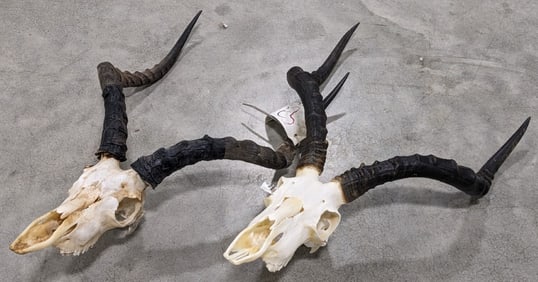 (2) Impala Skull & Horn Taxidermy