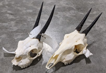 (2) Duiker Skull & Horn Taxidermy