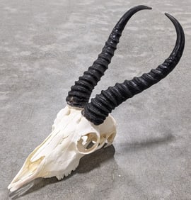 African Springbok Skull & Horn Taxidermy
