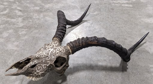 Decorated African Impala Skull & Horn Taxidermy