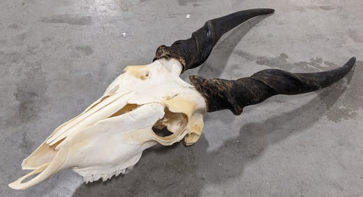 African Eland Skull & Horn Taxidermy