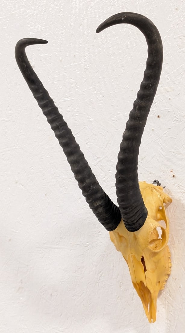 African Springbok Skull & Horn Taxidermy: Skull is in nice condition with a yellowed coloration and nice horns. Overall measures 12in wide x 19in tall x 11in deep. Ref #: 160