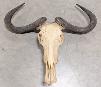 Vtg African Blue Wildebeest Skull & Horn Mount