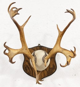 Vtg Caribou Antler Mount on Plaque