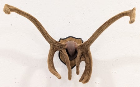 Felt Covered Caribou Antler Mount on Plaque