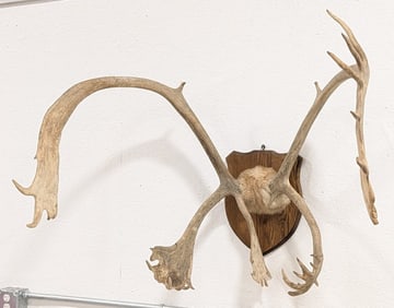 Caribou Antler & Skull Plate Mount on Plaque