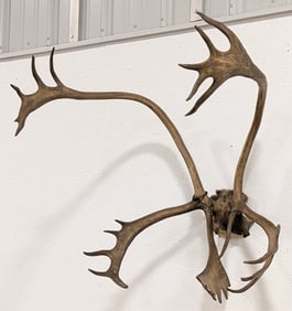 Vtg Caribou Antler & Skull Plate Taxidermy Mount